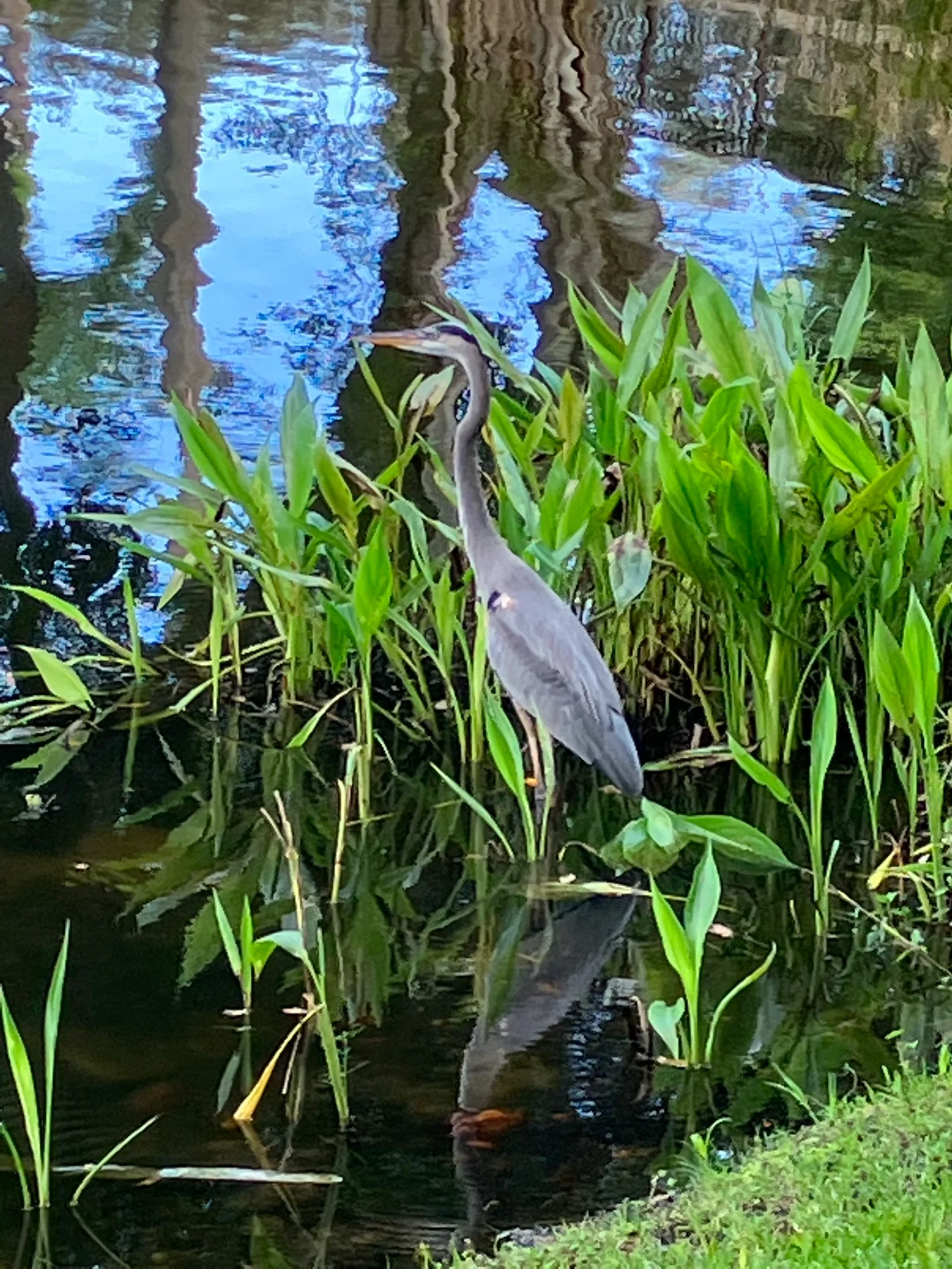 Blue Heron