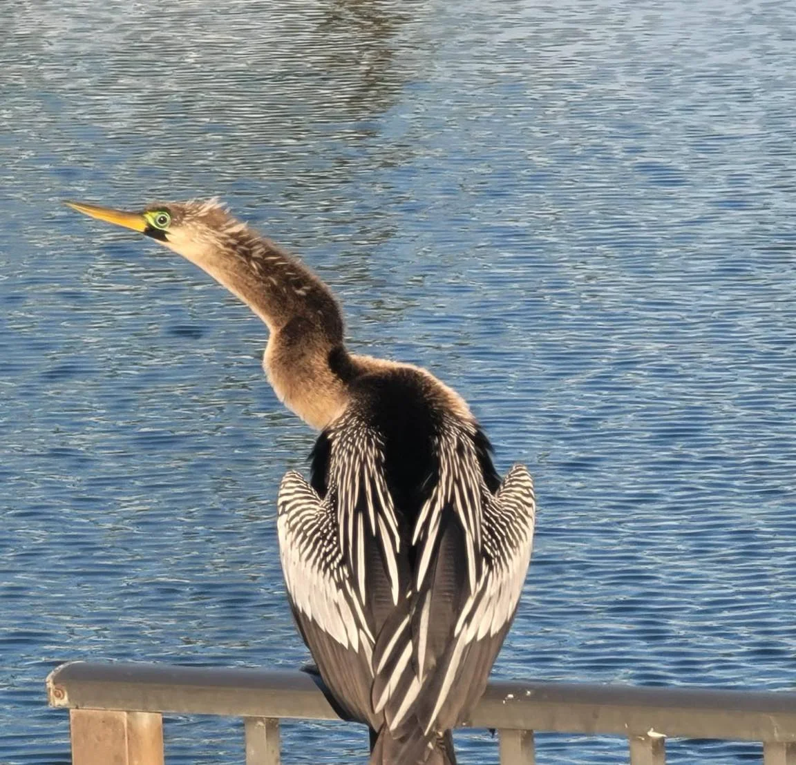 Anhinga