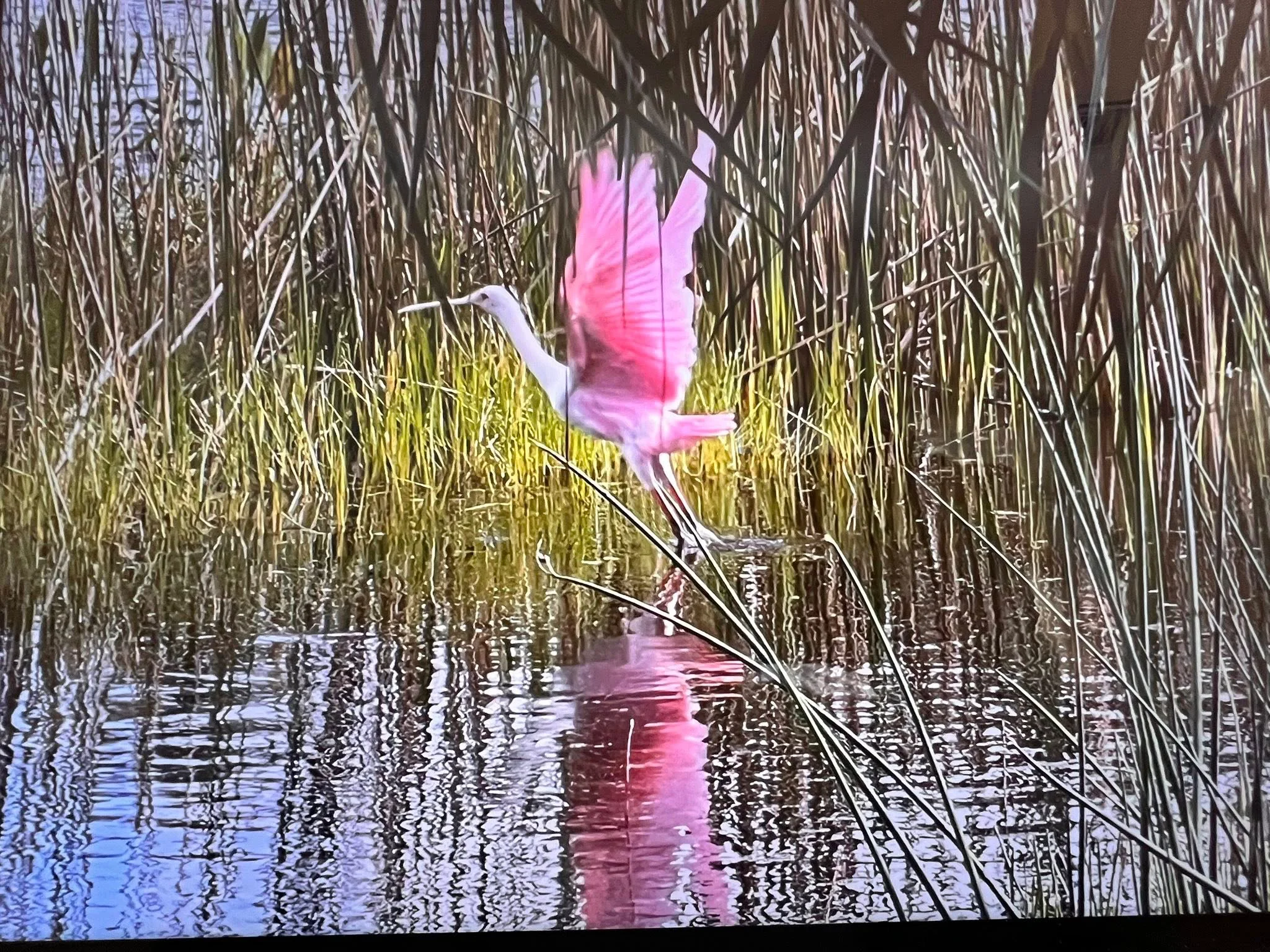 Roseate Spoonbill