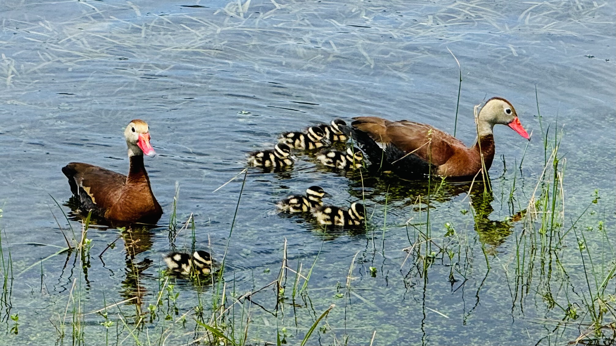 Black Bellied Whistling Duck