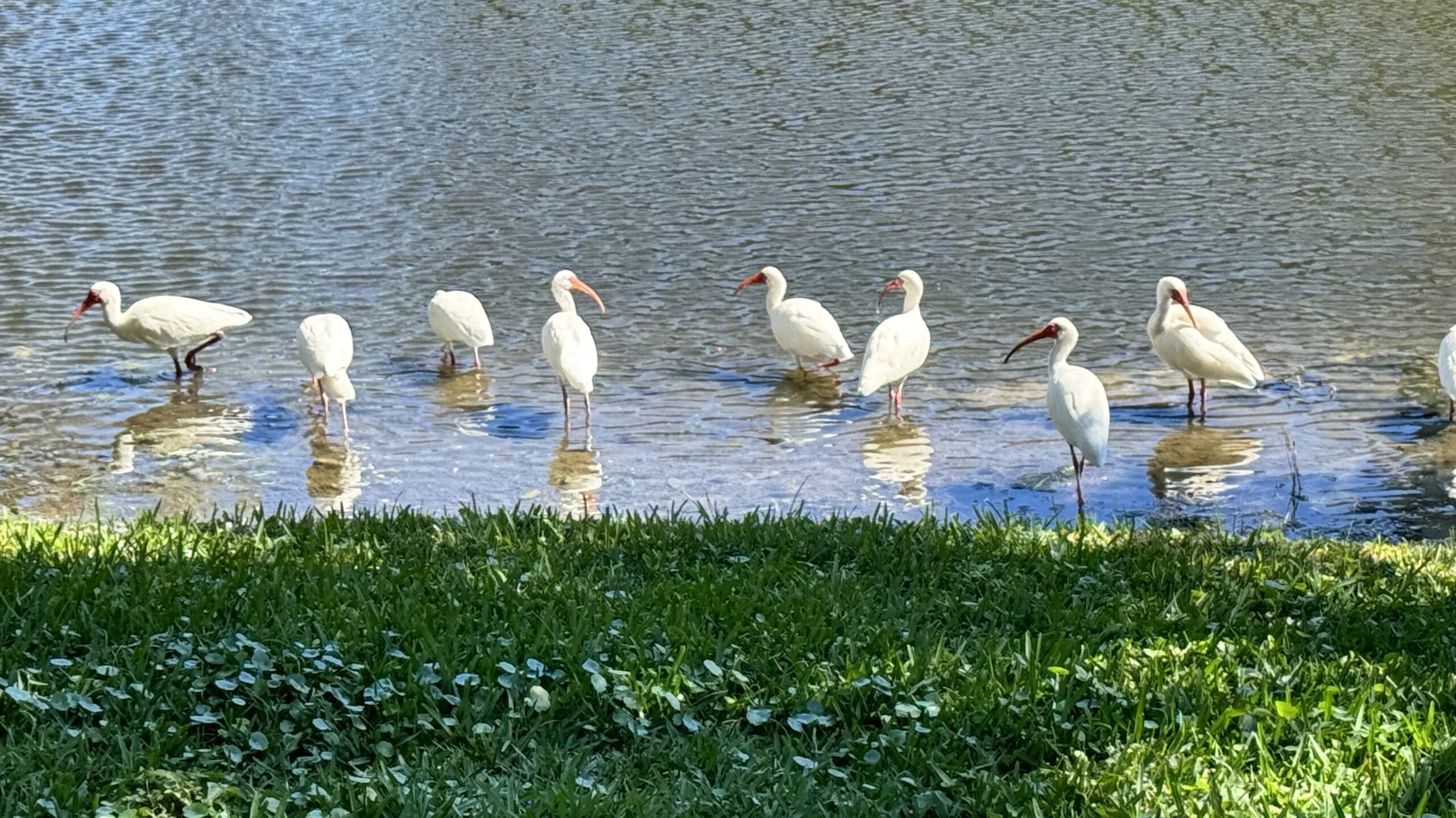 White Ibis