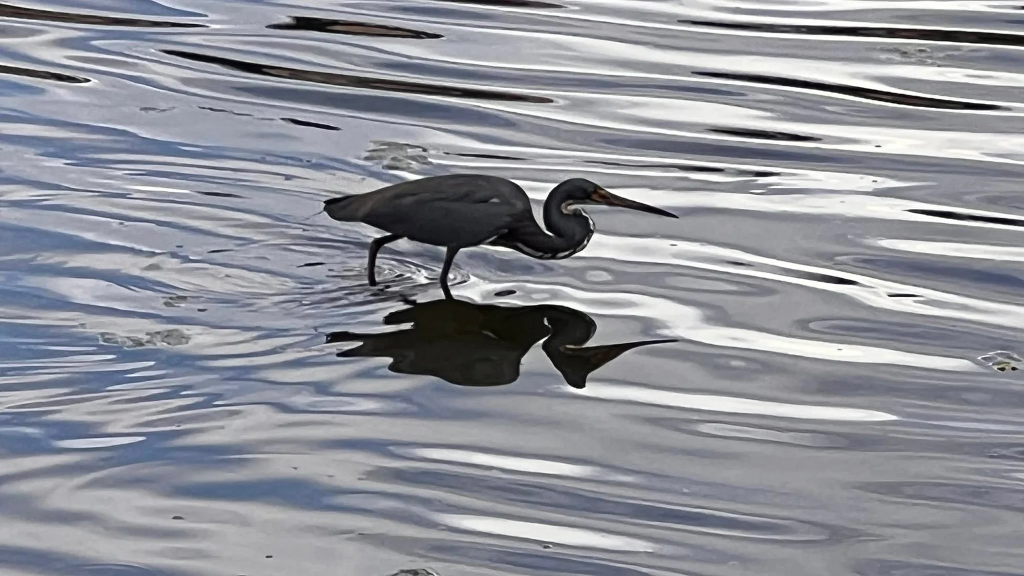 Tricolored Heron